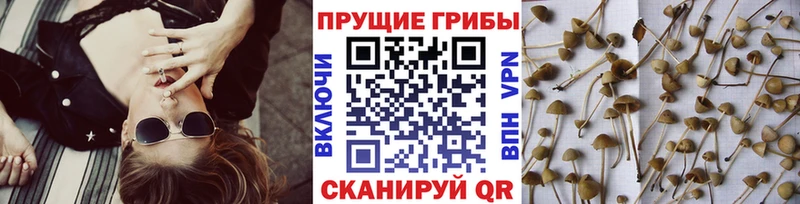Псилоцибиновые грибы GOLDEN TEACHER Малоярославец
